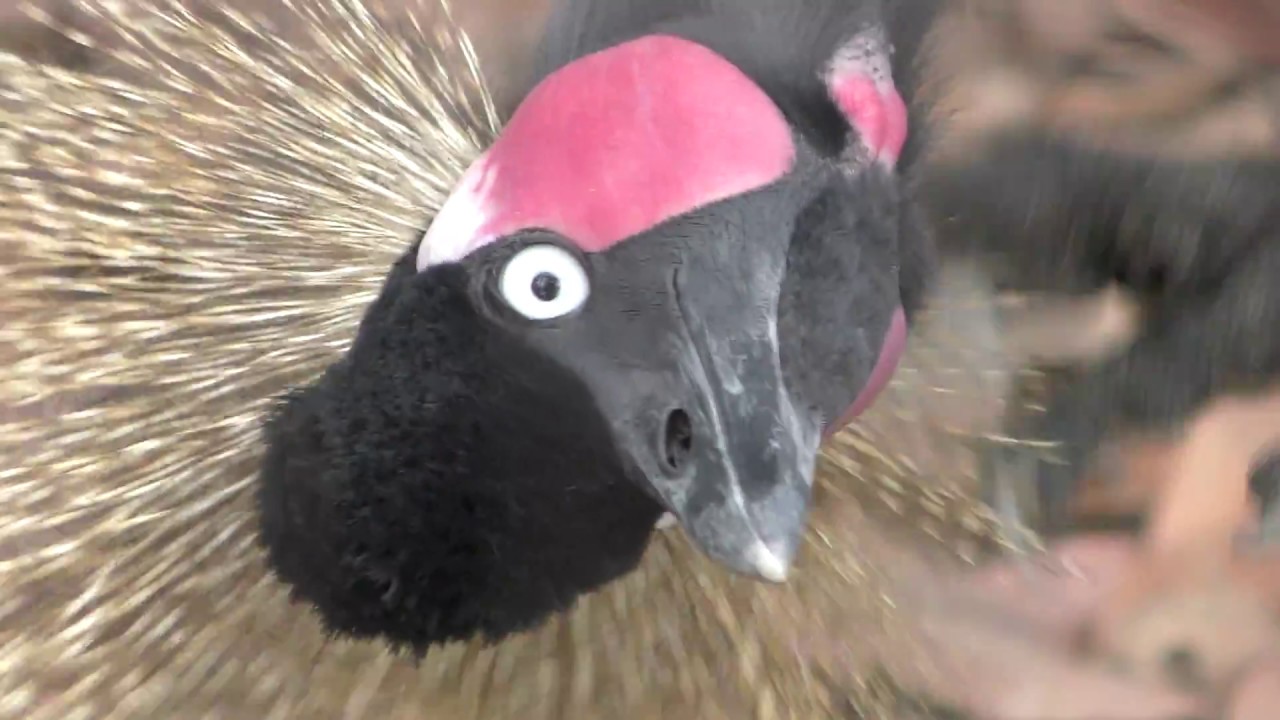 Black crowned crane