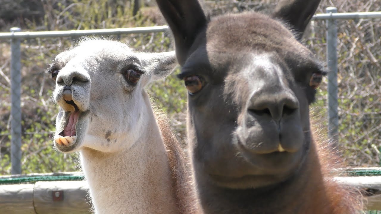Llama