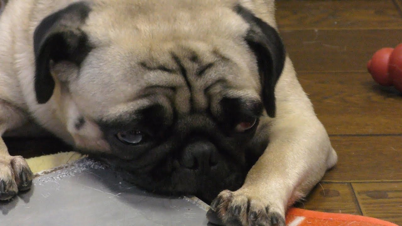 Pug