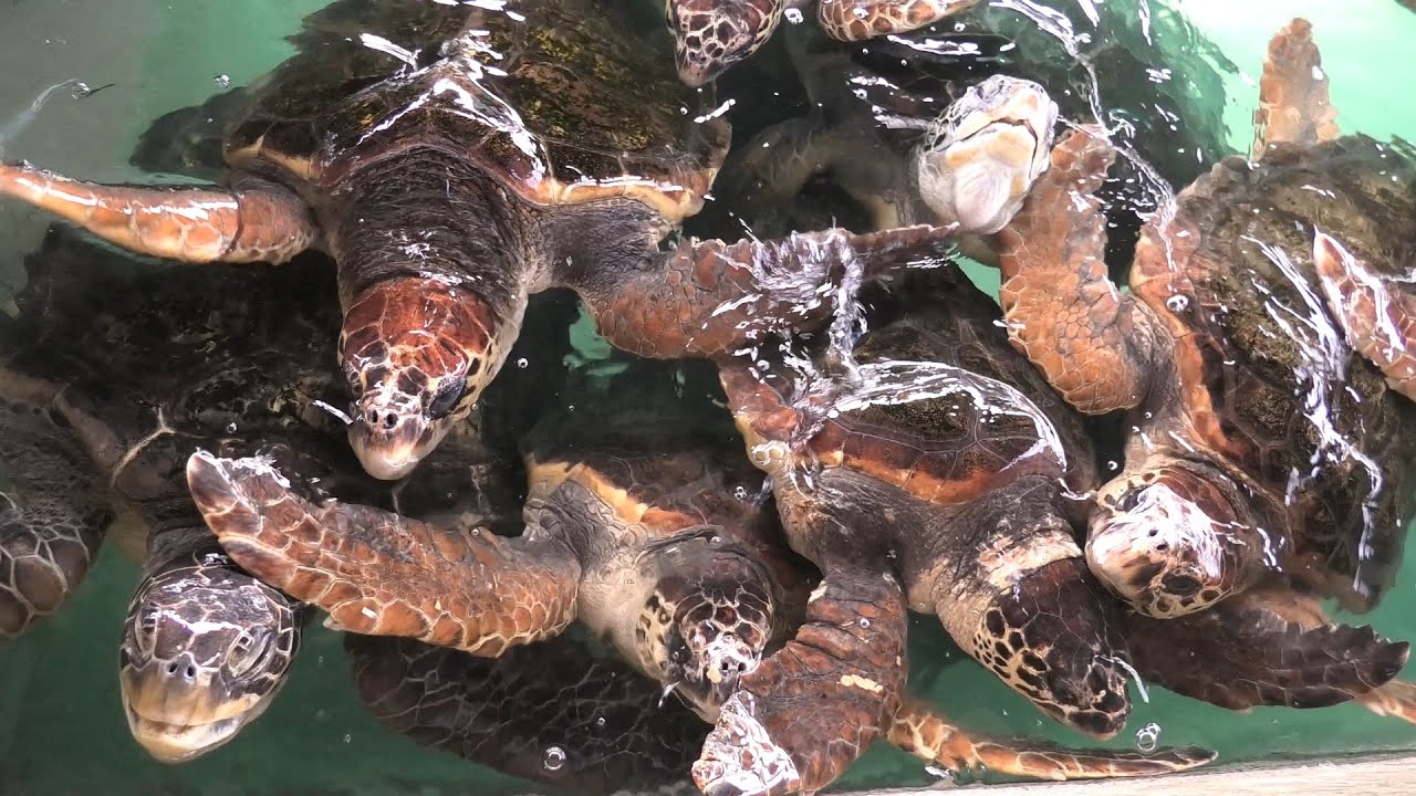 Loggerhead