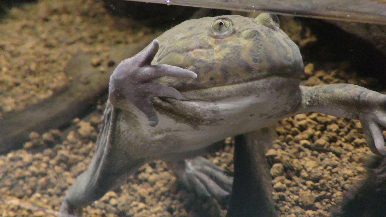 Budgett's frog