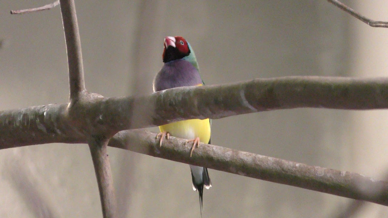 Gouldian finch
