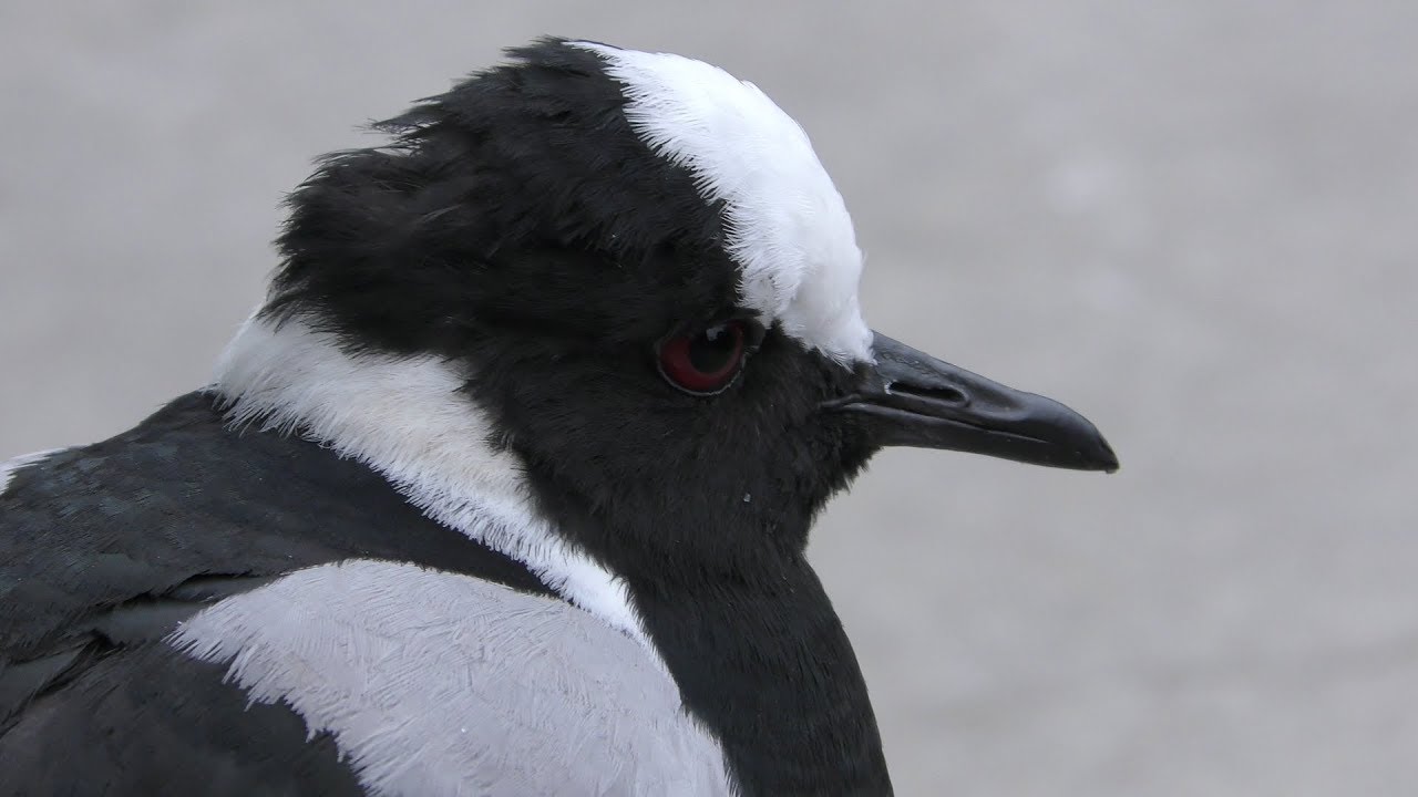 Blacksmith lapwing