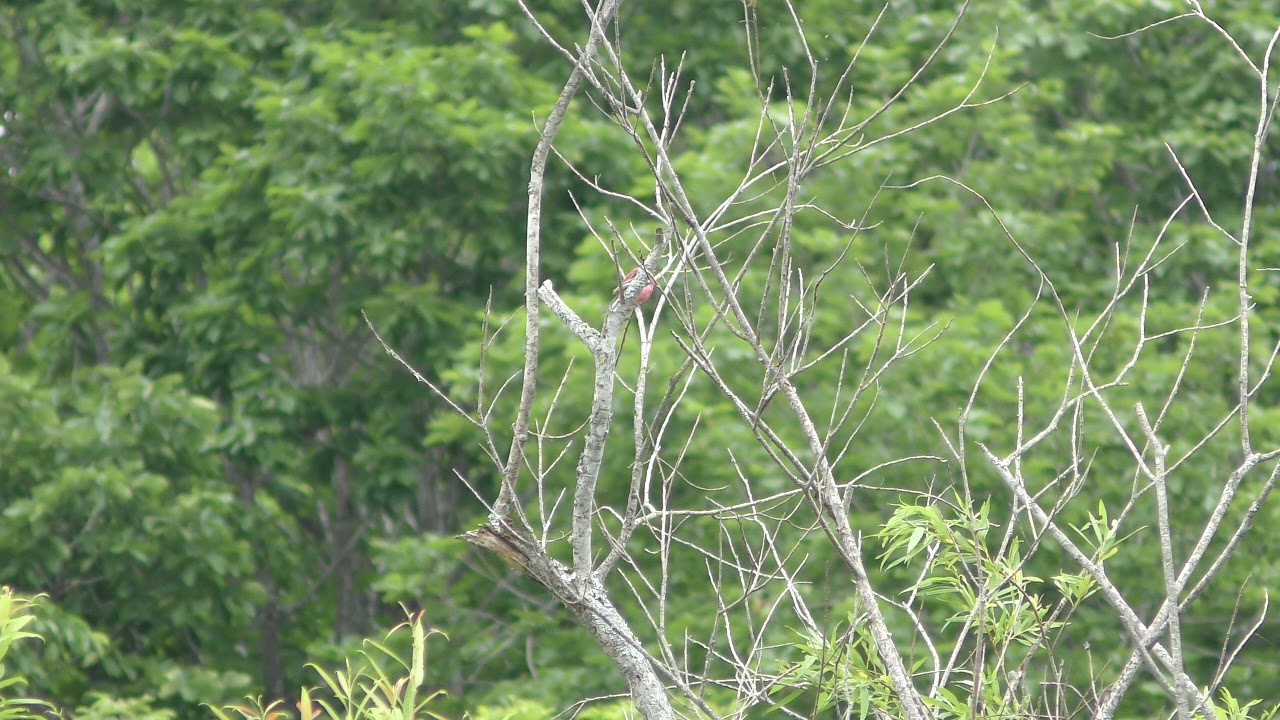 Long-tailed rosefinch