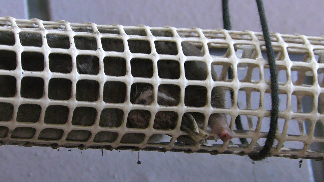 Japanese mole
