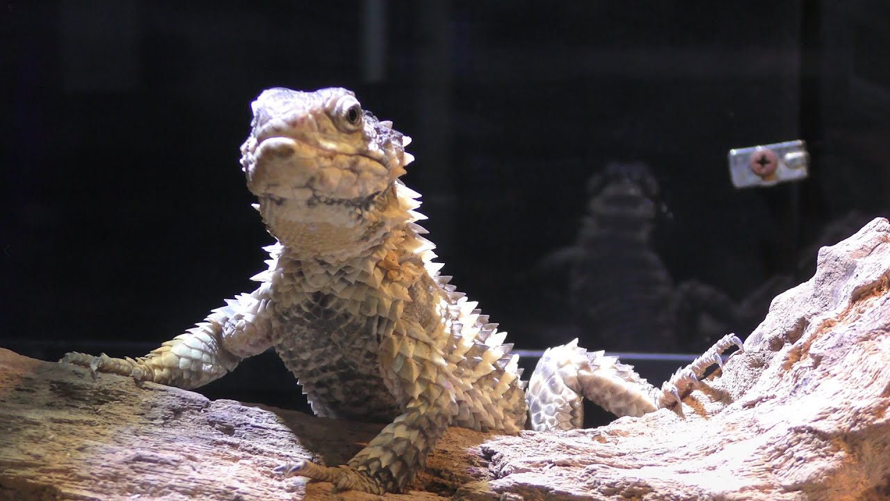 Giant girded lizard