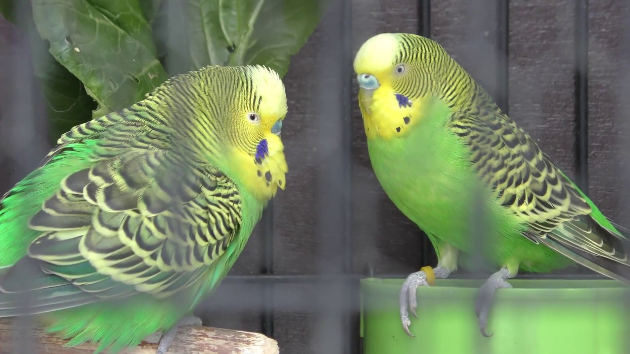 Budgerigar