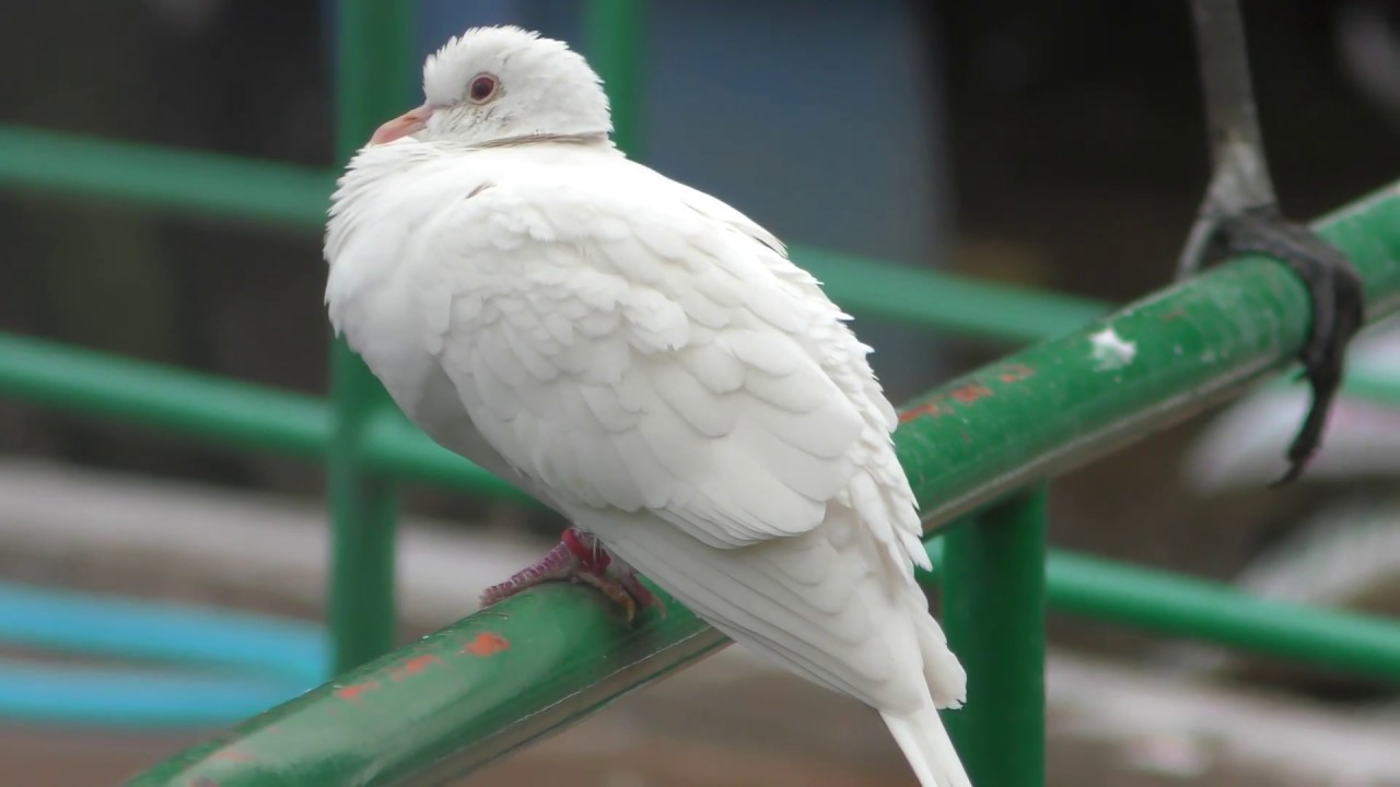 Ringneck dove (leucism)