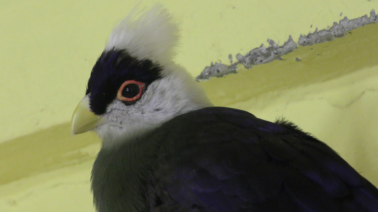 White-crested turaco