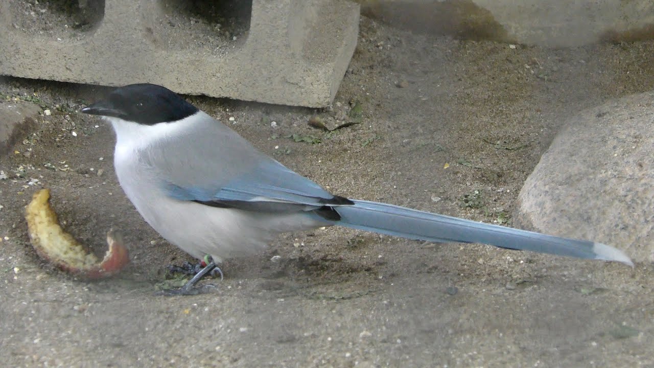 Azure-winged magpie