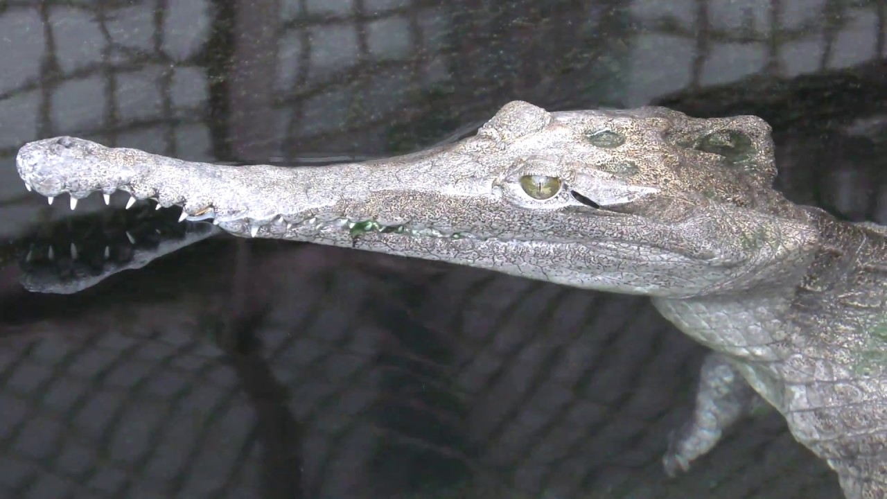 Australian freshwater crocodile