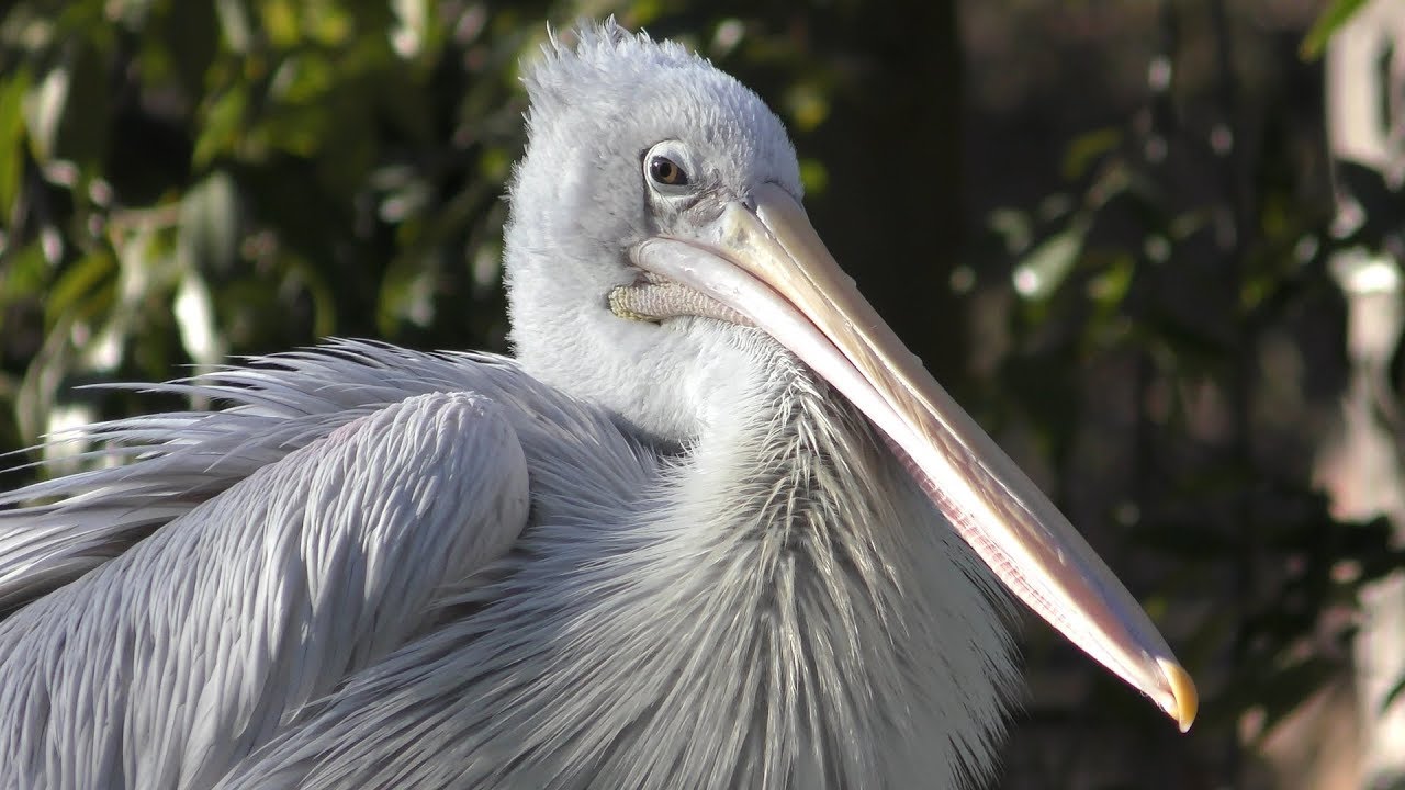 Pink-backed pelican