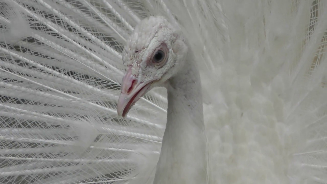 White peafowl