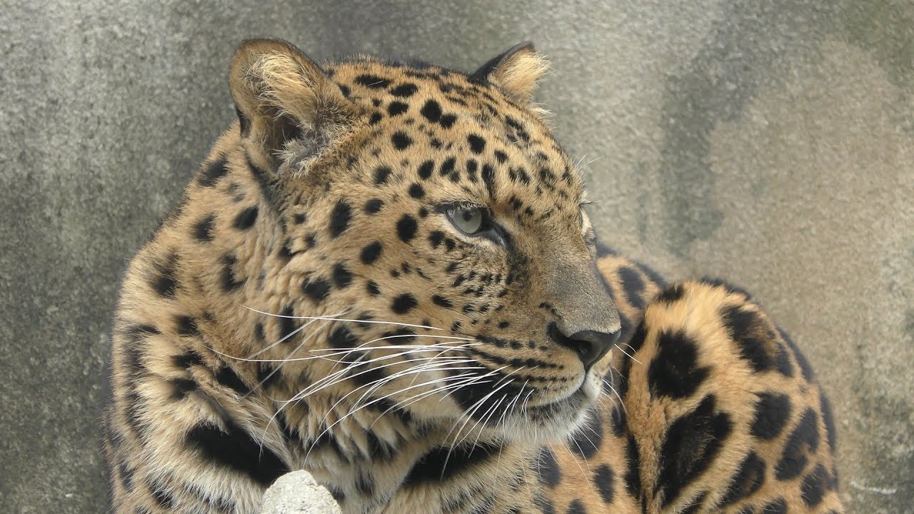 Amur leopard