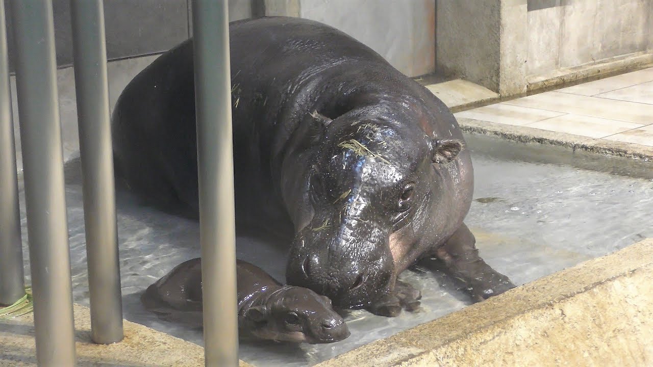 Pygmy hippopotamus