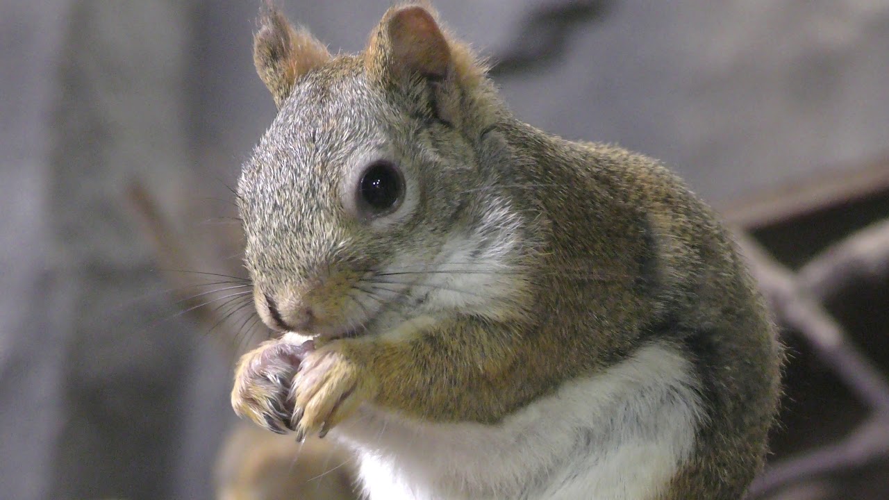 American red squirrel