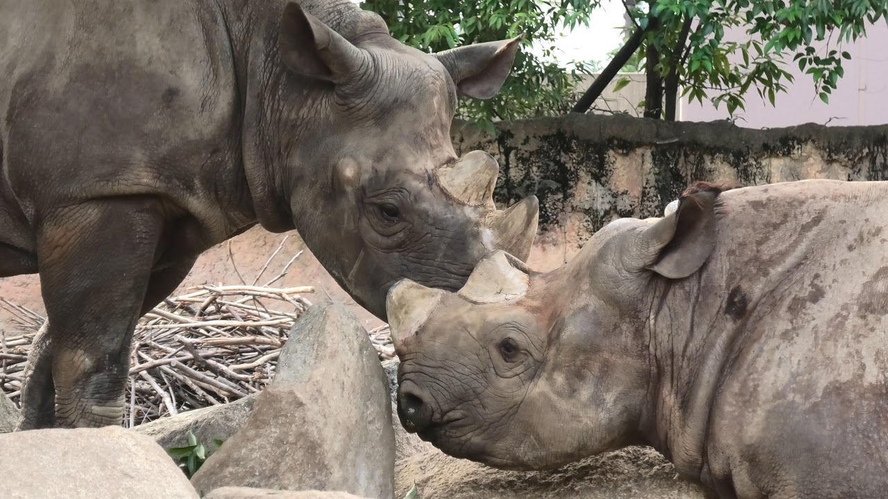 Black rhinoceros
