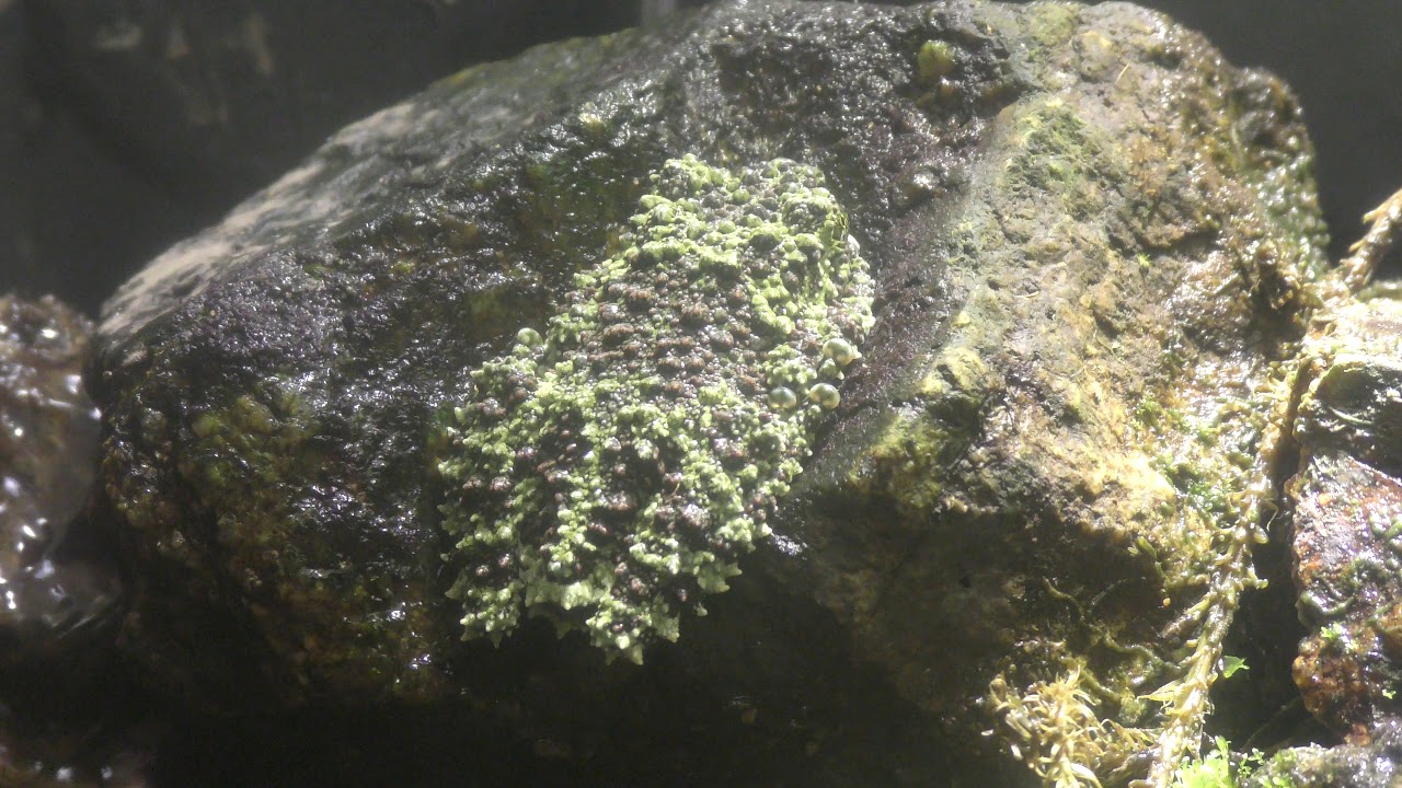 Mossy bugeyed frog