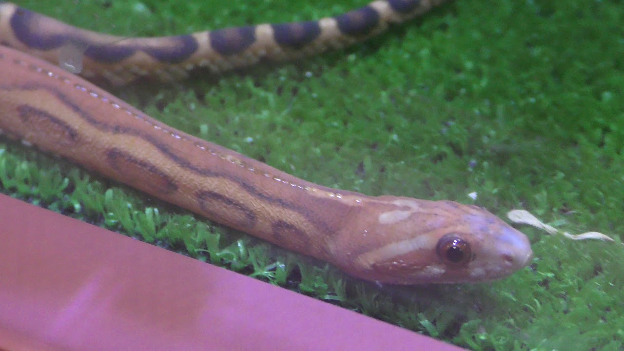 Corn snake