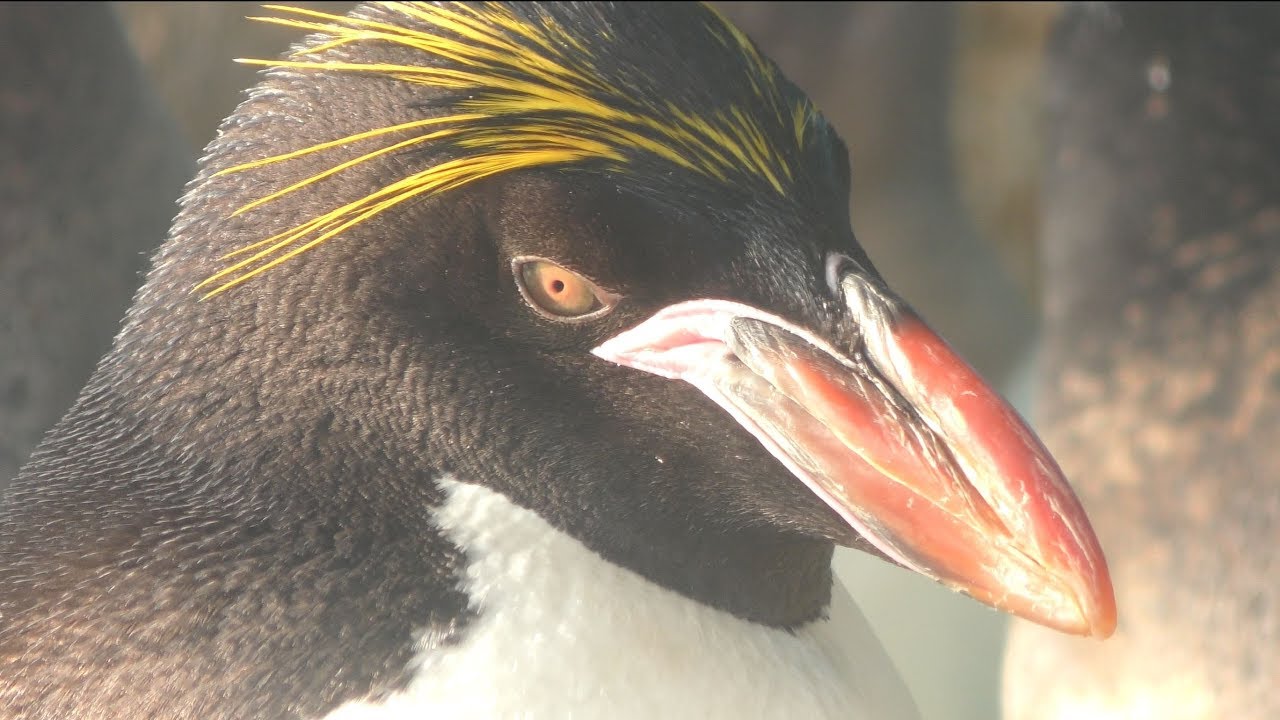Macaroni penguin
