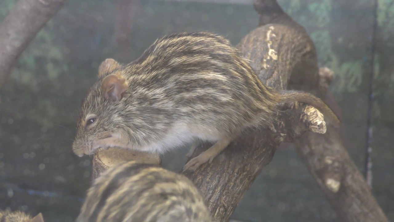 Barbary striped grass mouse