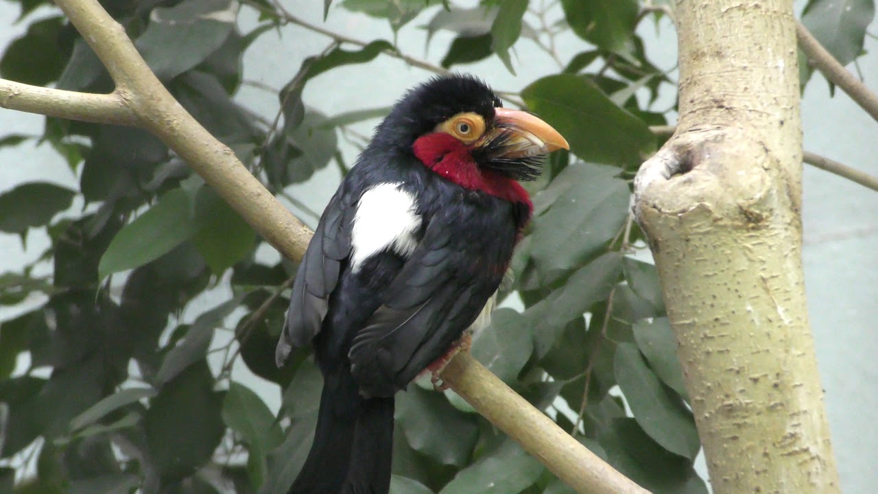 Bearded barbet