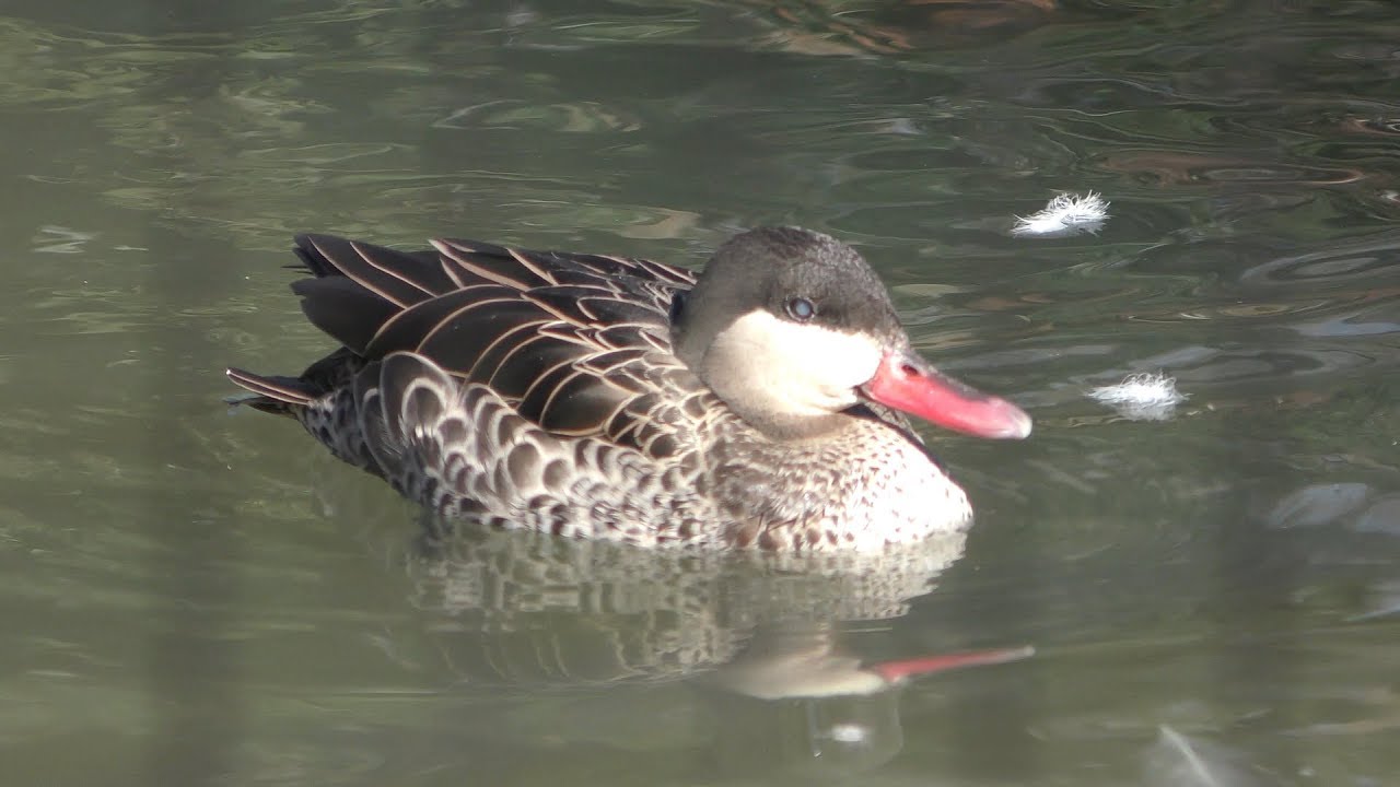 Red-billed teal