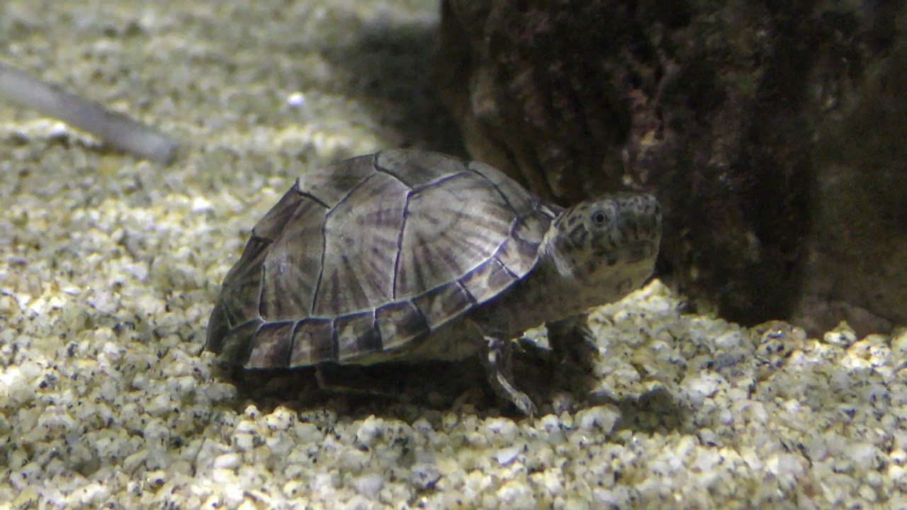 Razorback musk turtle