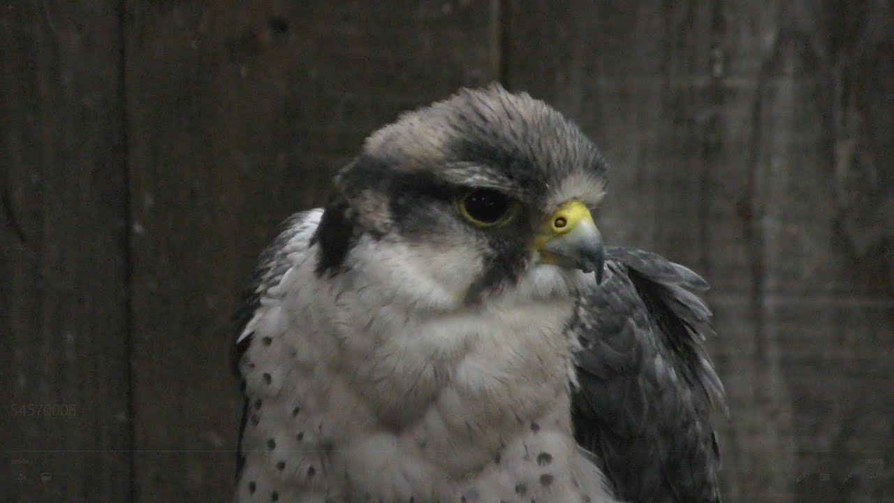 Lanner falcon