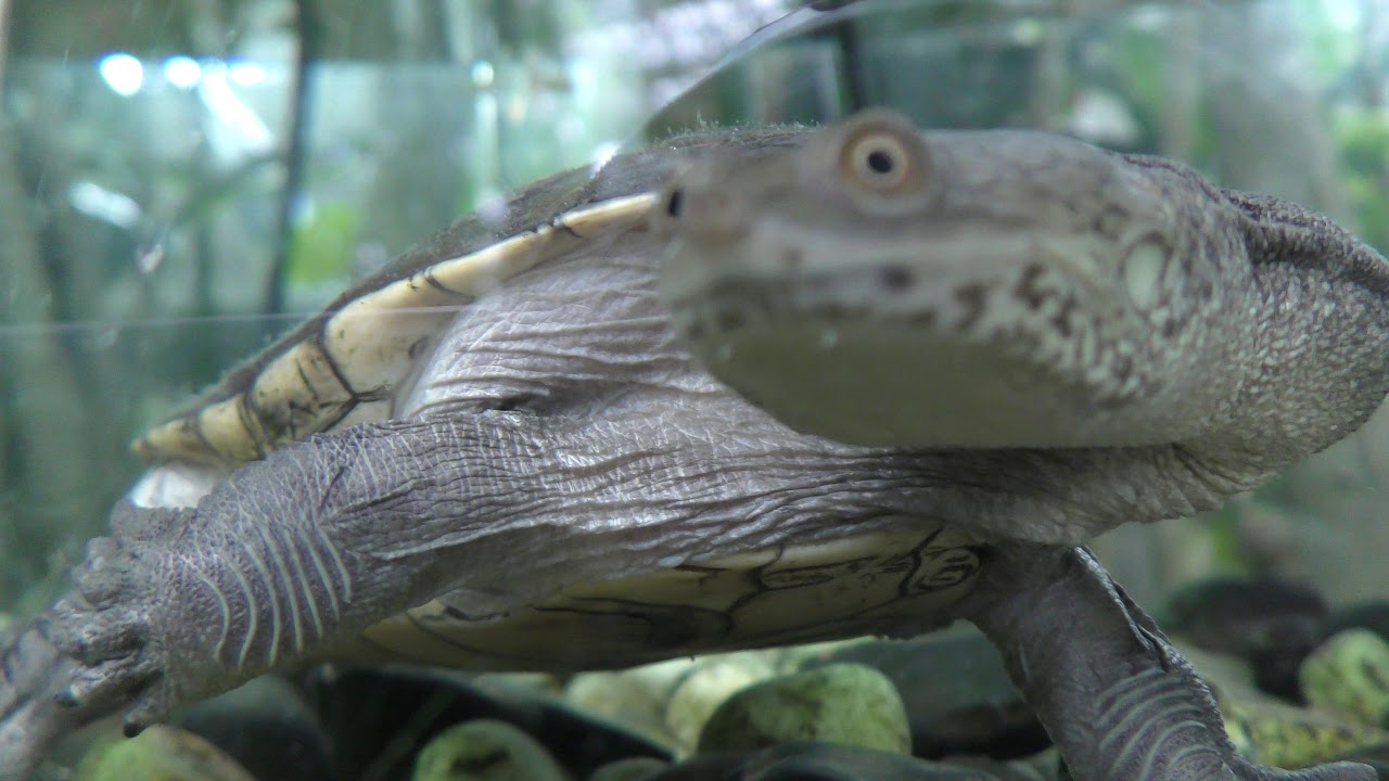 Northern australian snake-neck turtle