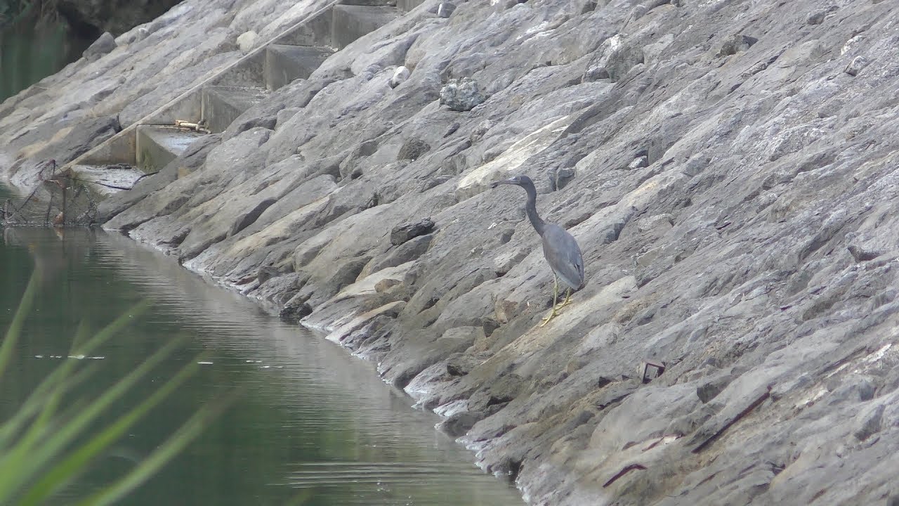 Eastern reef heron