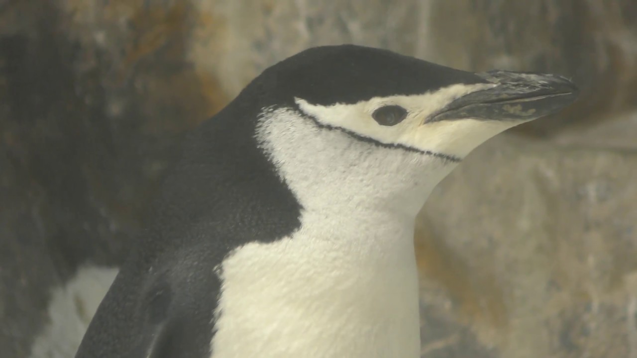Chinstrap penguin