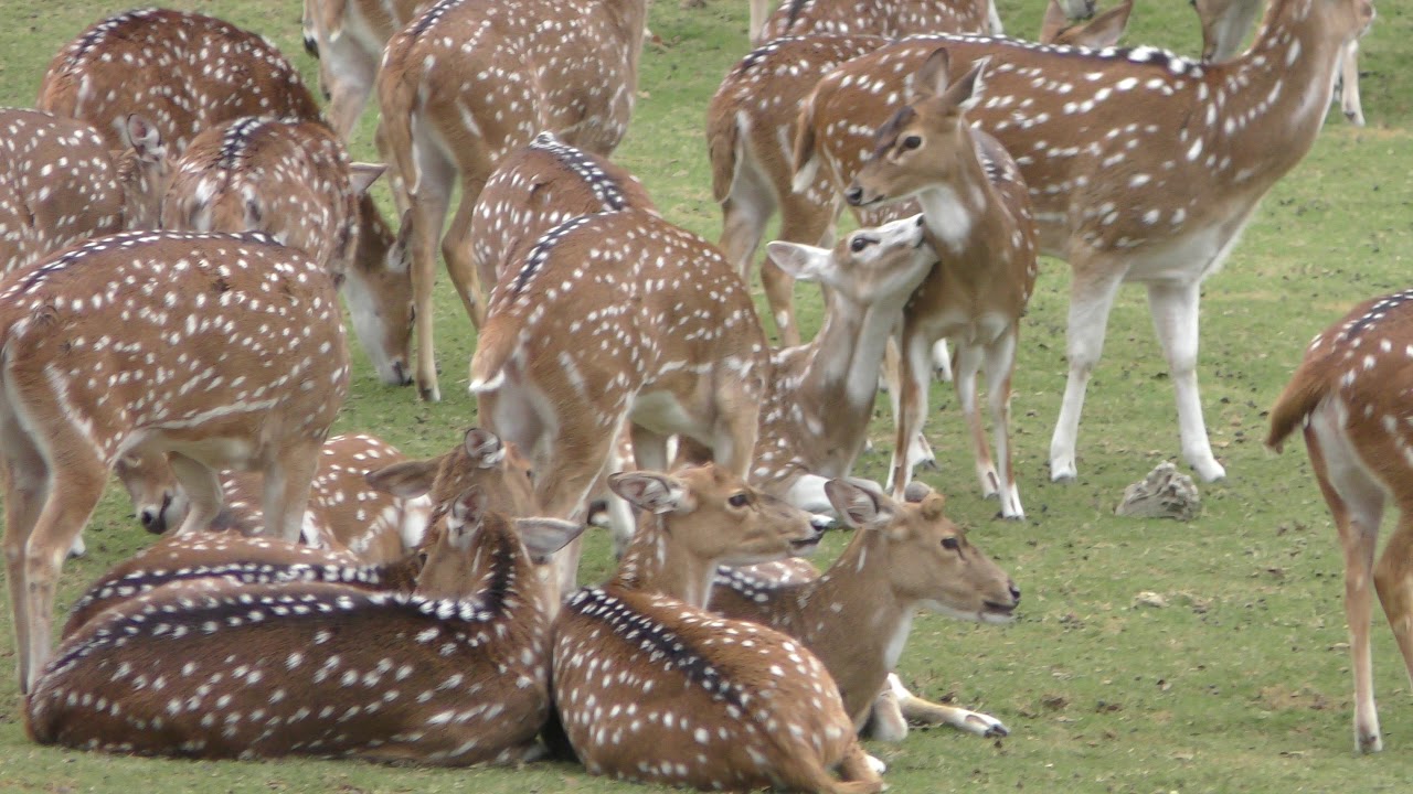 Axis deer