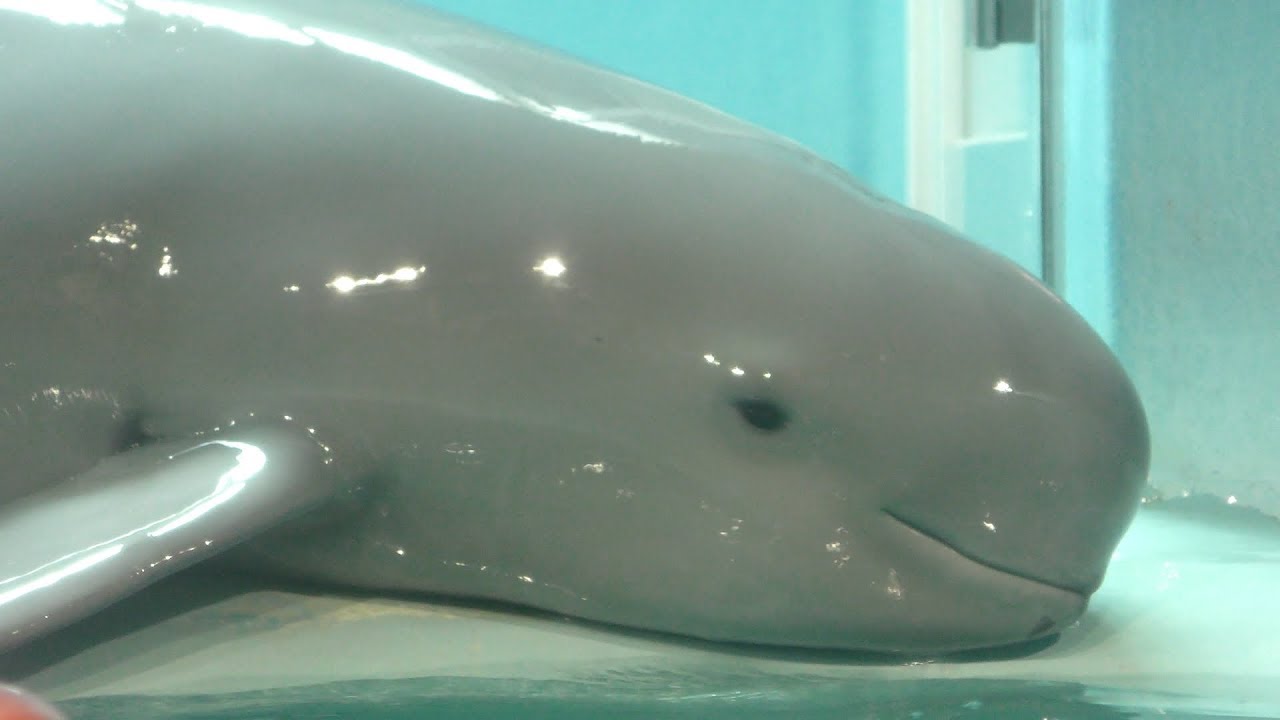 Finless porpoise