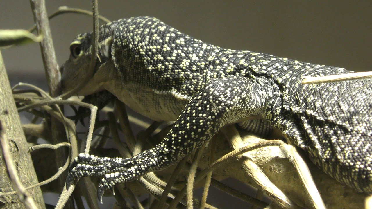 Mangrove monitor