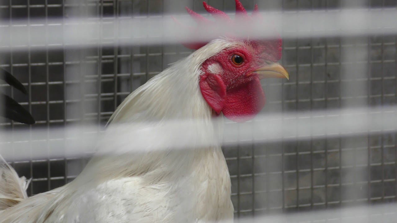 Japanese bantam (katsura)