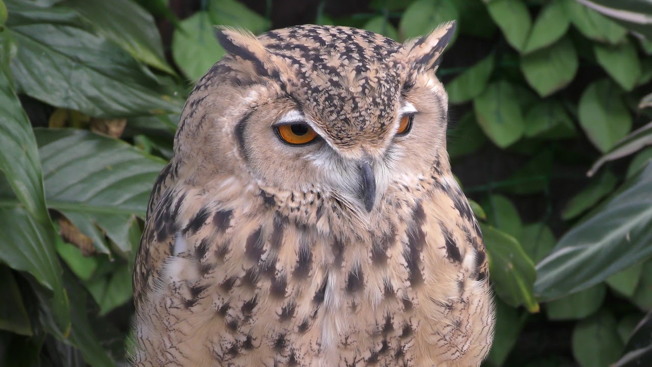 Pharaoh eagle-owl