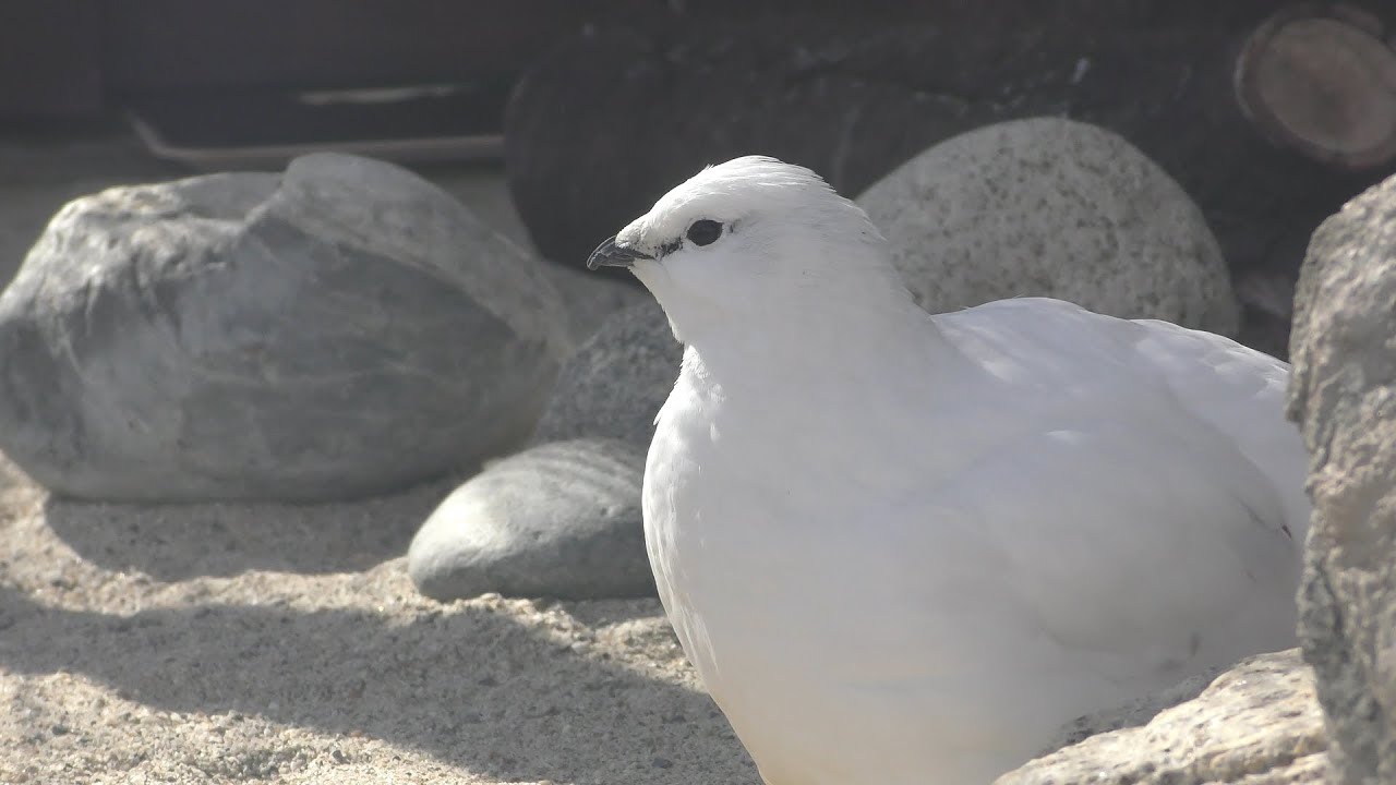 Svalbard rock ptarmigan