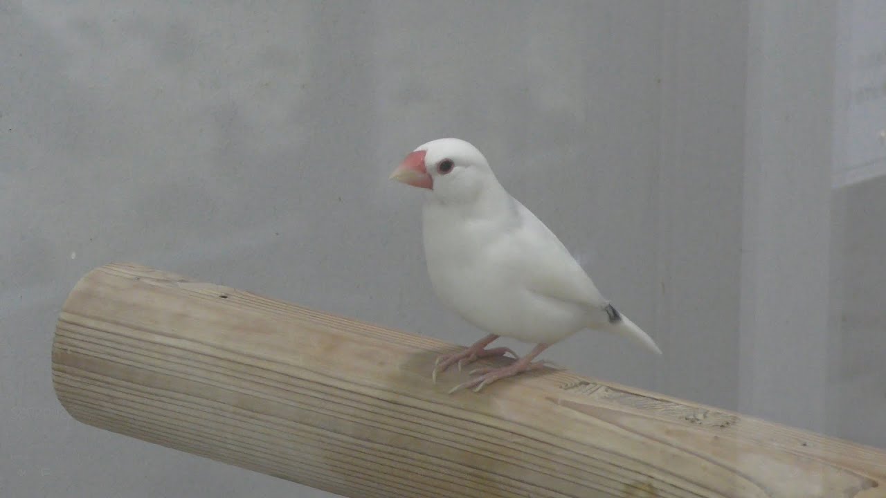 Java sparrow