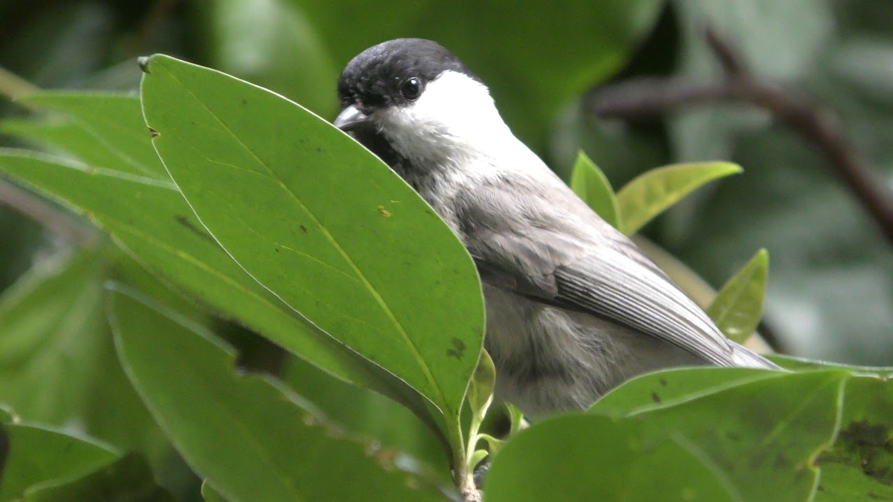 Willow tit