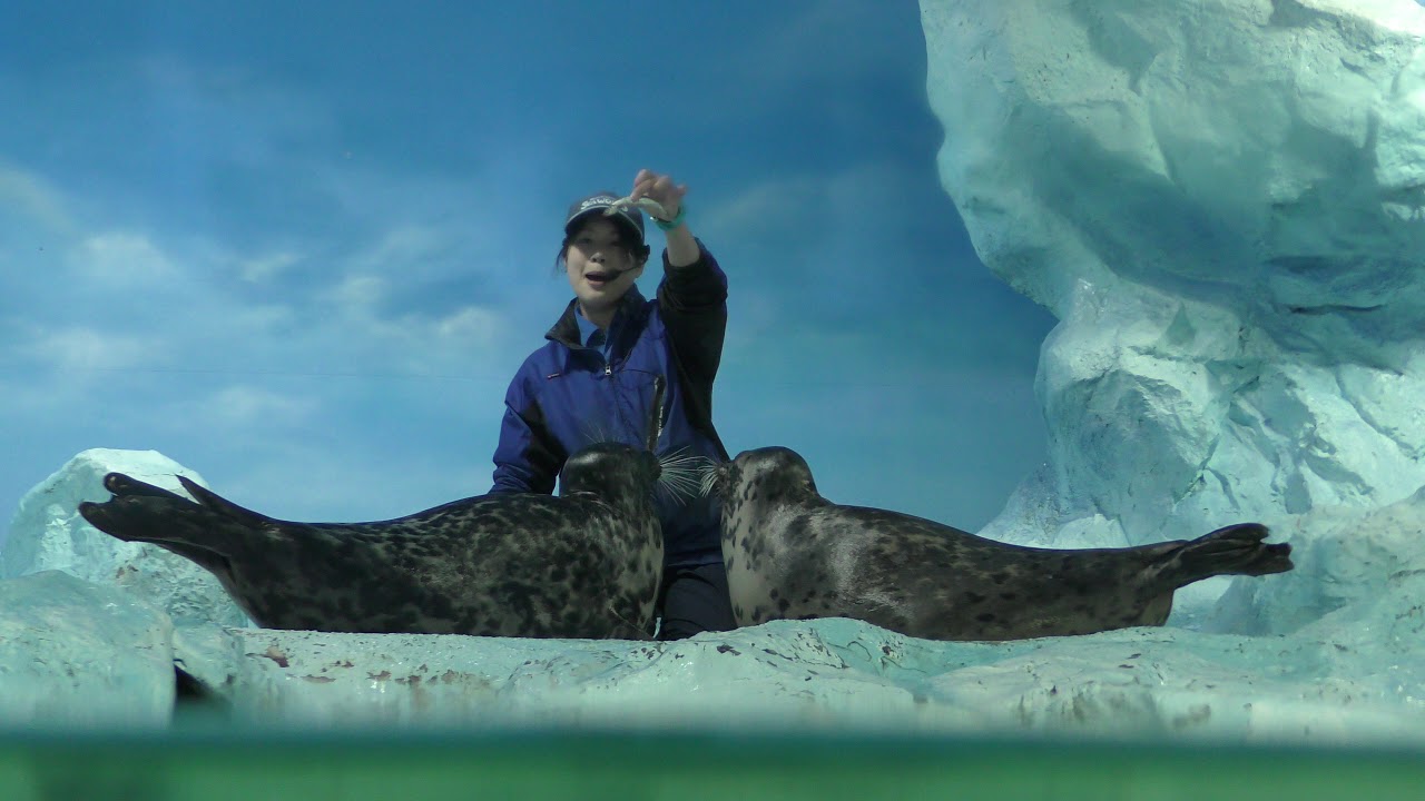 Caspian seal