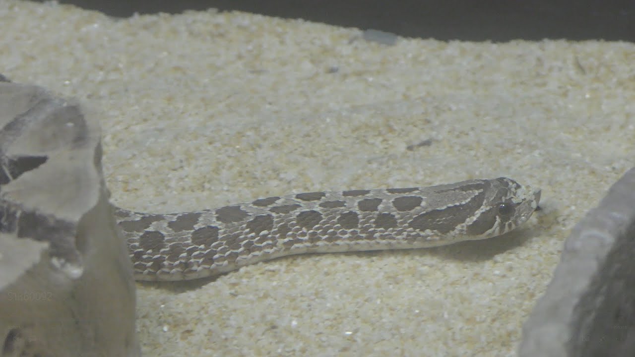 Western hognose snake