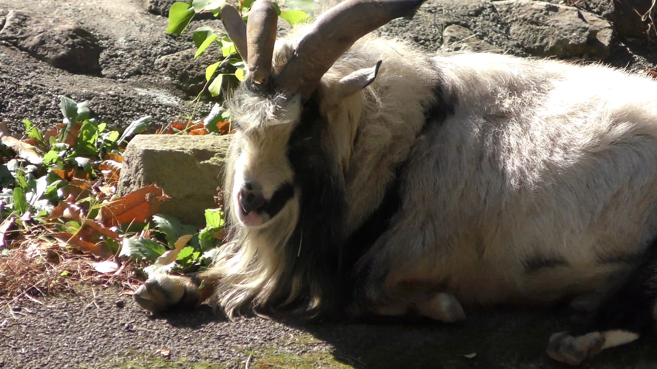 Tokara goat