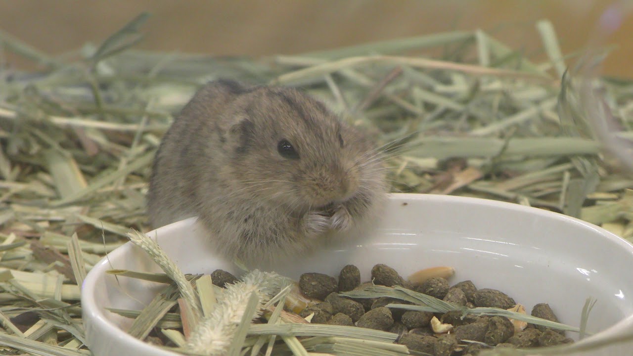 Steppe lemming