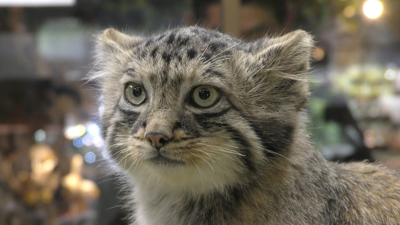 Manul