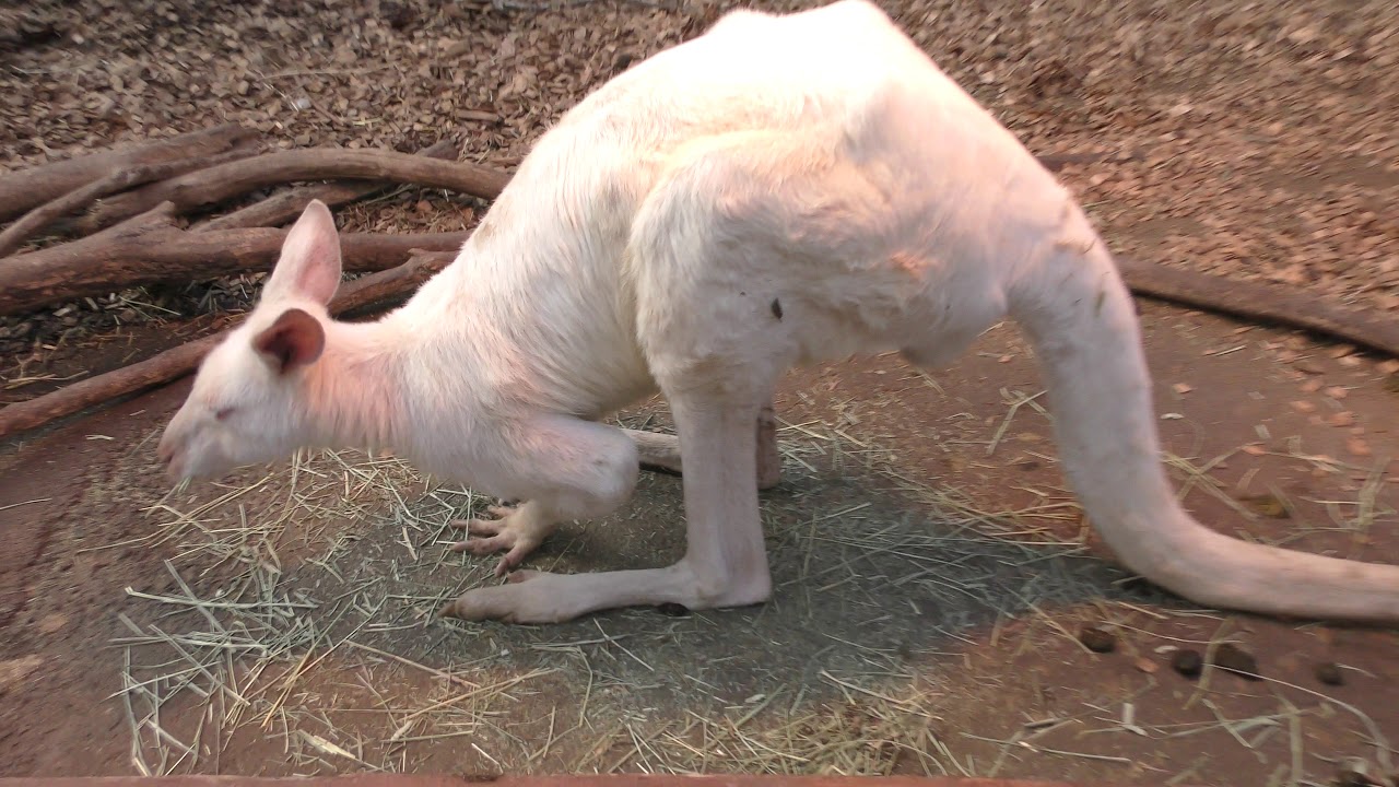 Eastern grey kangaroo (leucism)