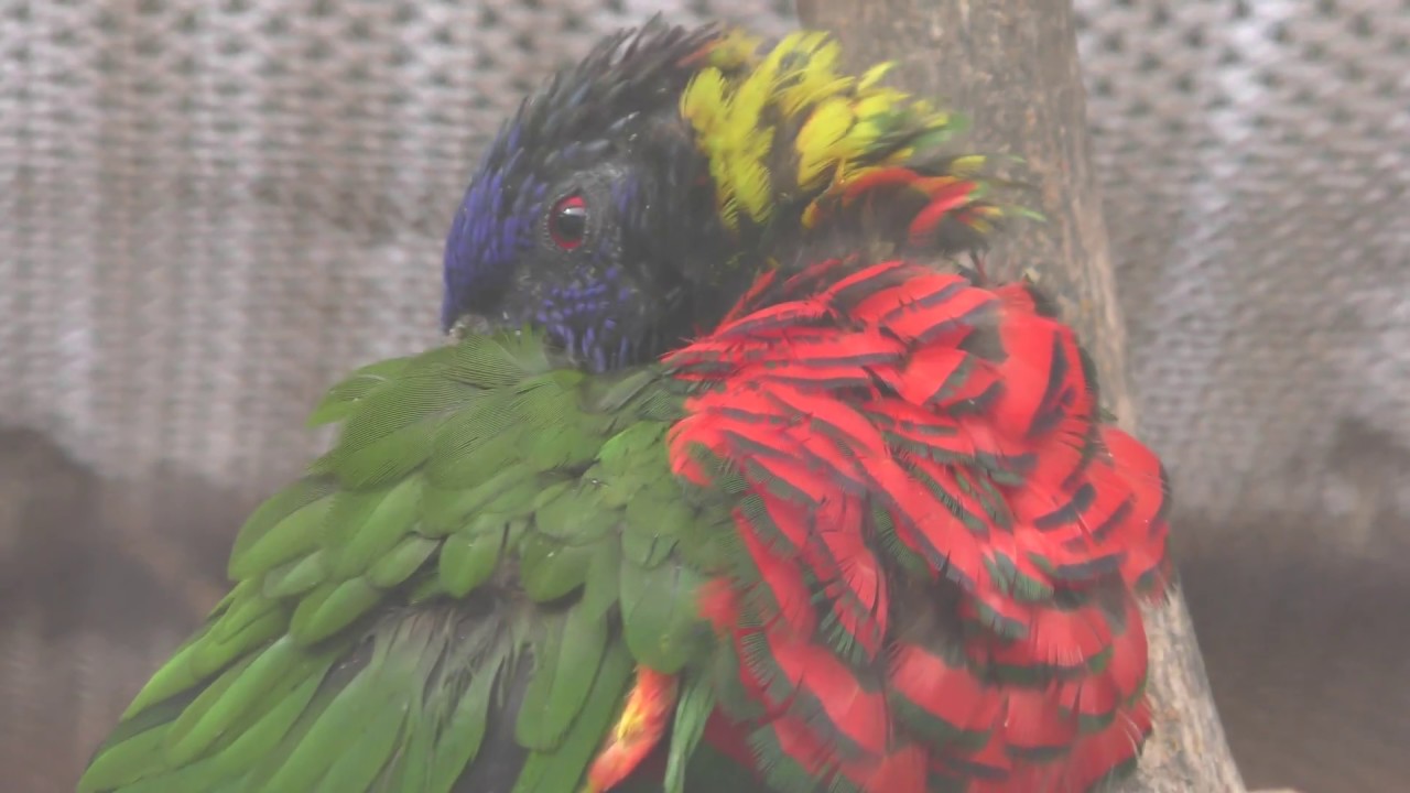 Green-naped lorikeet