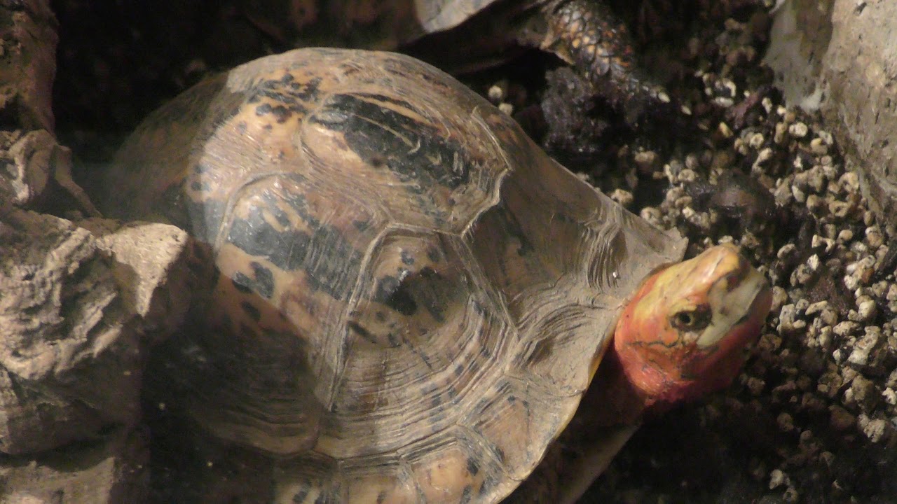 Indochinese box turtle