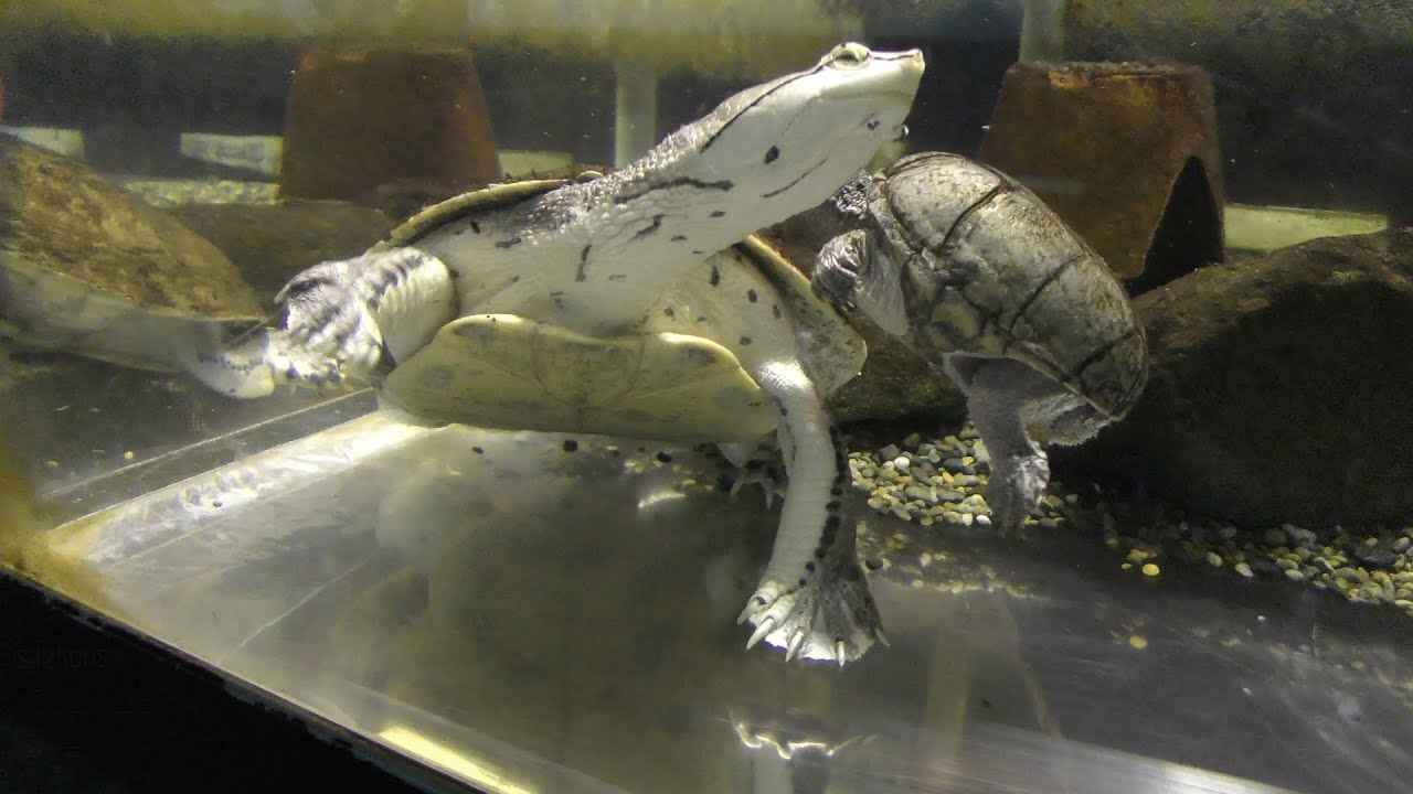 Hilare's toad-headed turtle