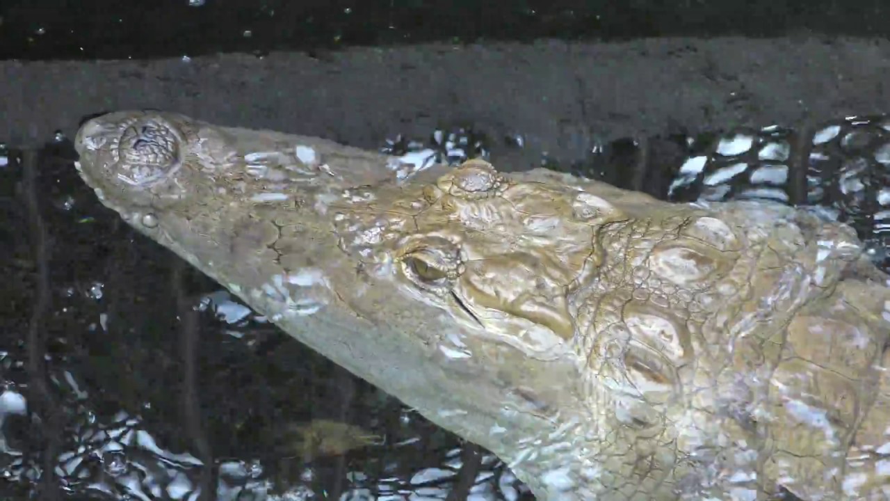 Nile crocodile